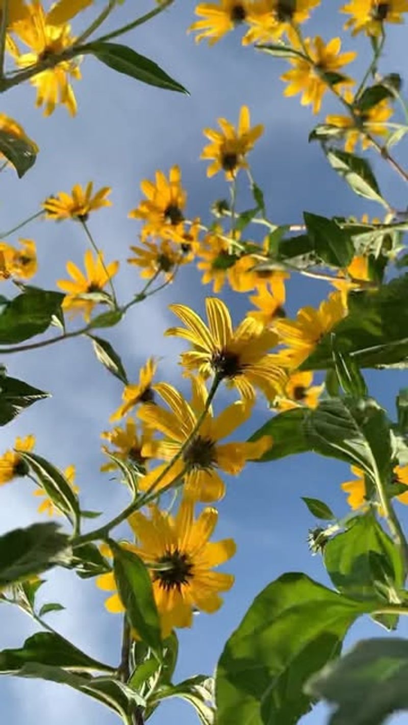Jerusalem Artichoke / Sunchoke (Helianthus Tuberosus)