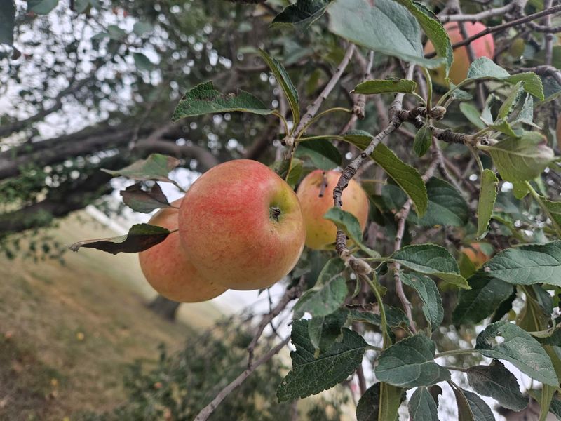 Apple Trees Unsuitable Varieties