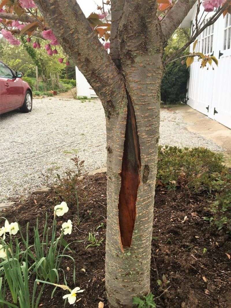 Young And Thin-Barked Trees Split More Easily