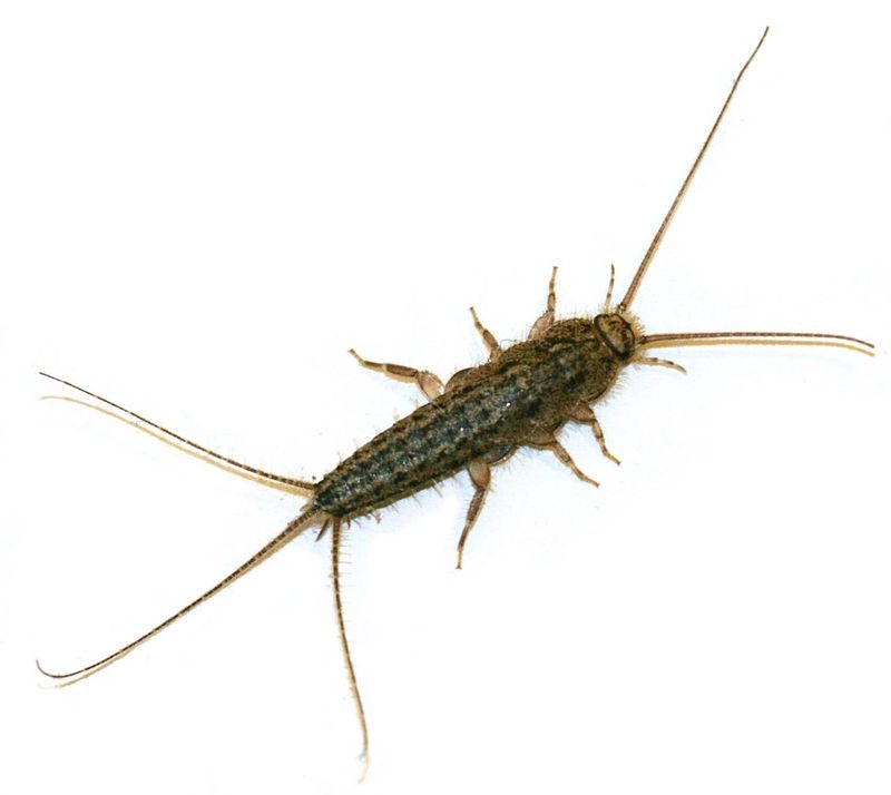 It's A Silverfish (Lepisma Saccharina Or Related Species)