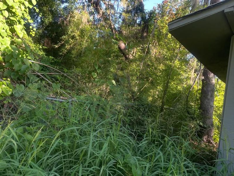 Property Owners Can Trim Overhanging Vegetation At The Boundary Line