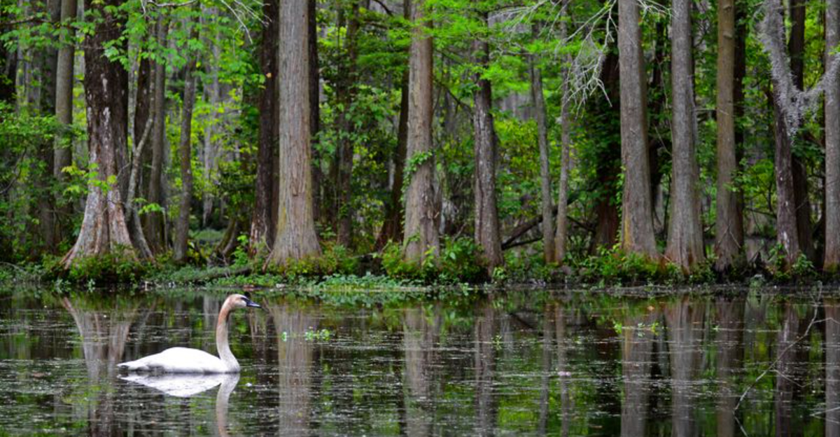 South Carolina’s Coastal Gardens Tourists Keep Capturing On Camera