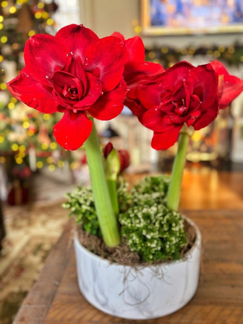 Long-Lasting Blooms That Keep Giving