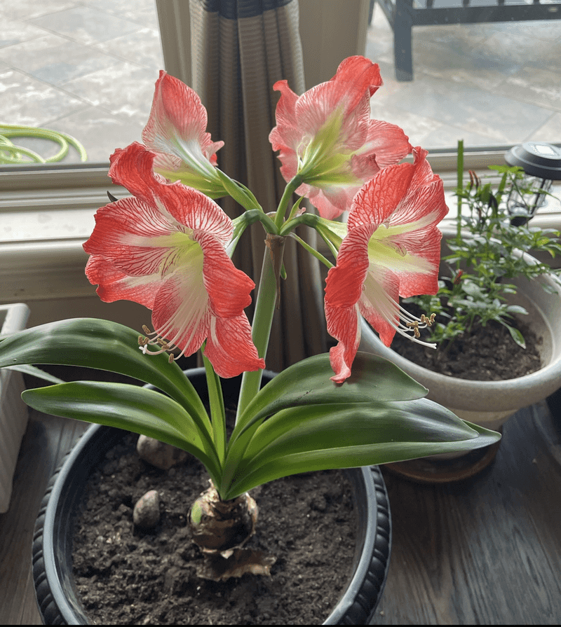 Remove Faded Flowers Promptly To Redirect Energy