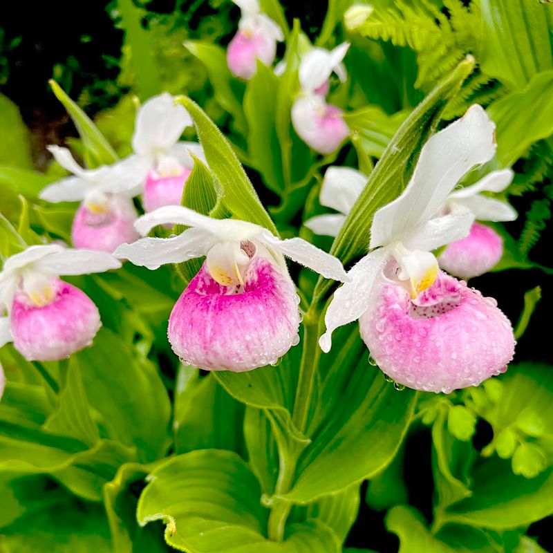 Photography Tips Help Document This Rare Phenomenon