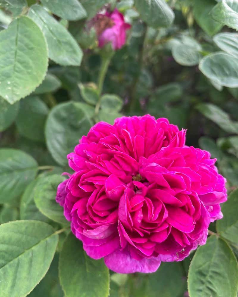 Pruning Techniques Are Encouraging Fuller Blooms