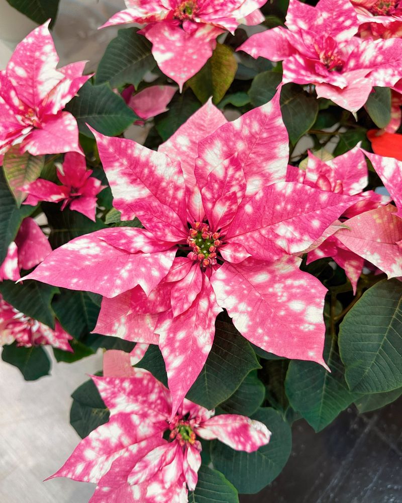 Salmon Pink Poinsettias