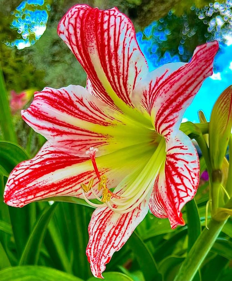 Wide Variety Of Stunning Colors