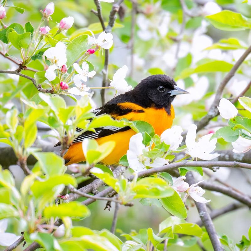 Wildlife Benefits Make Your Yard A Haven