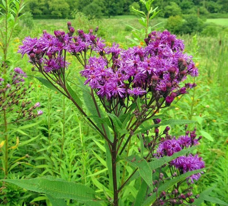New York Ironweed