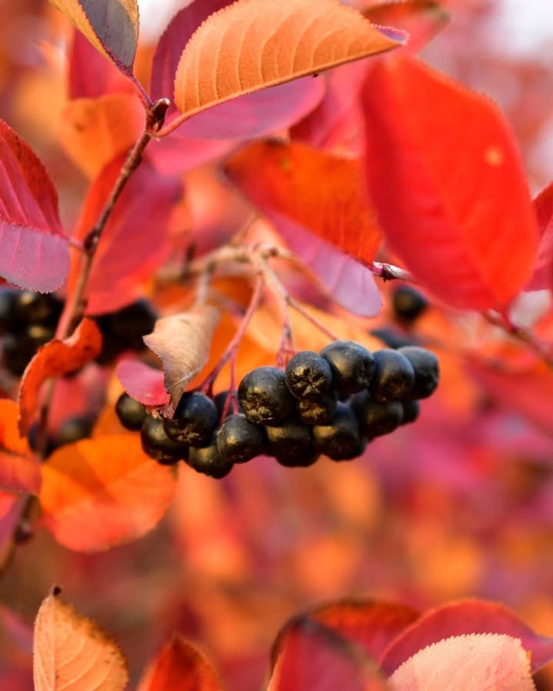 Chokeberry (Aronia Melanocarpa)