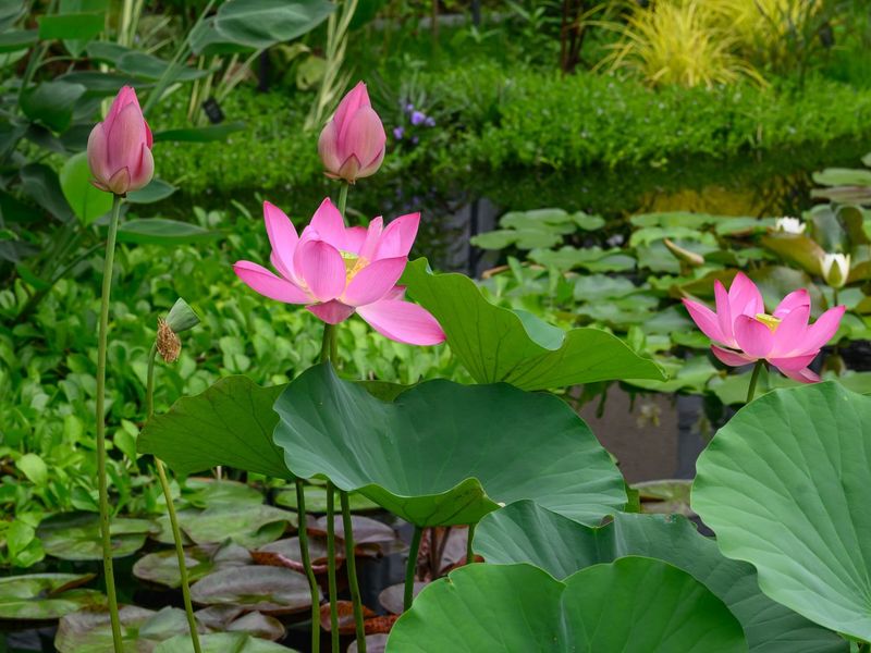 Lotus (Nelumbo Nucifera)