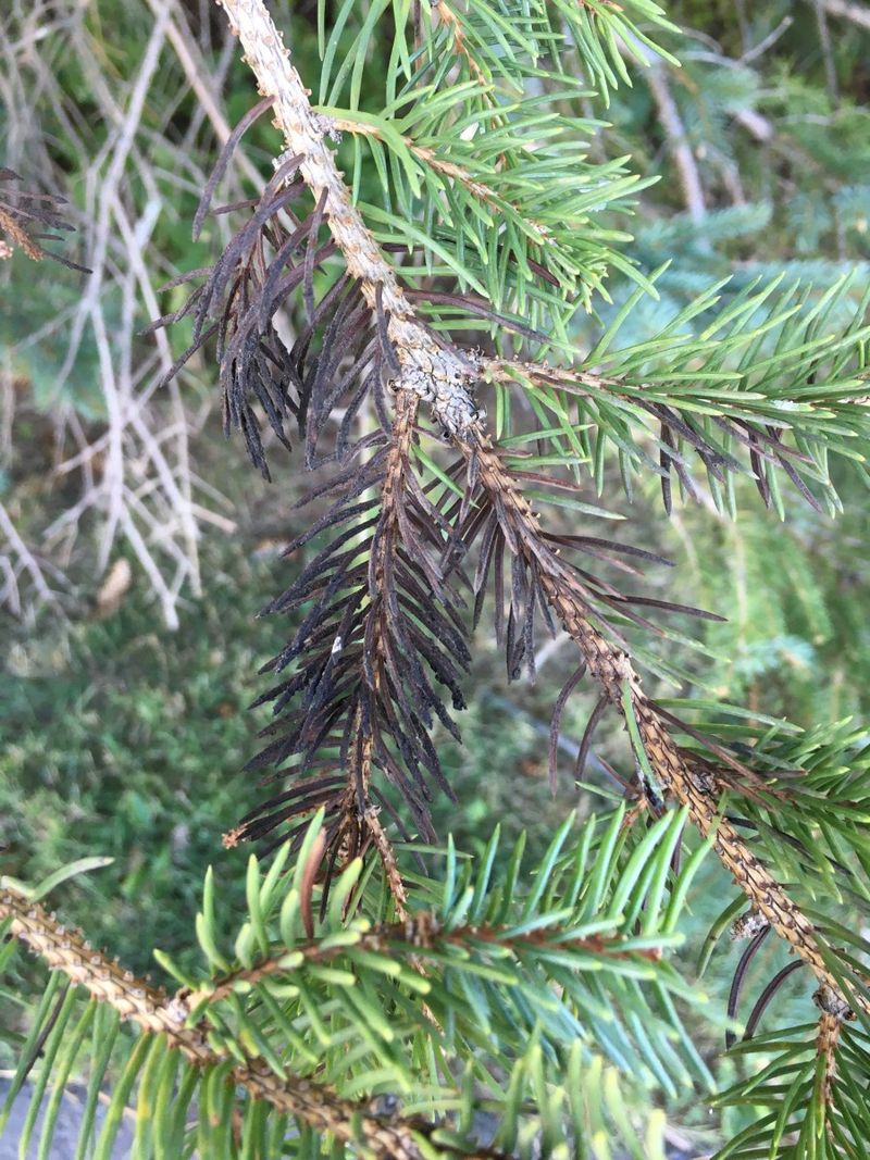 Needle Cast Diseases Spreading Through Moisture