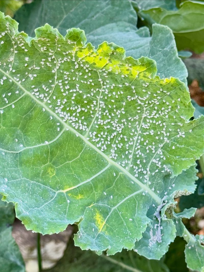 Whiteflies Clustering On Vegetable Leaves