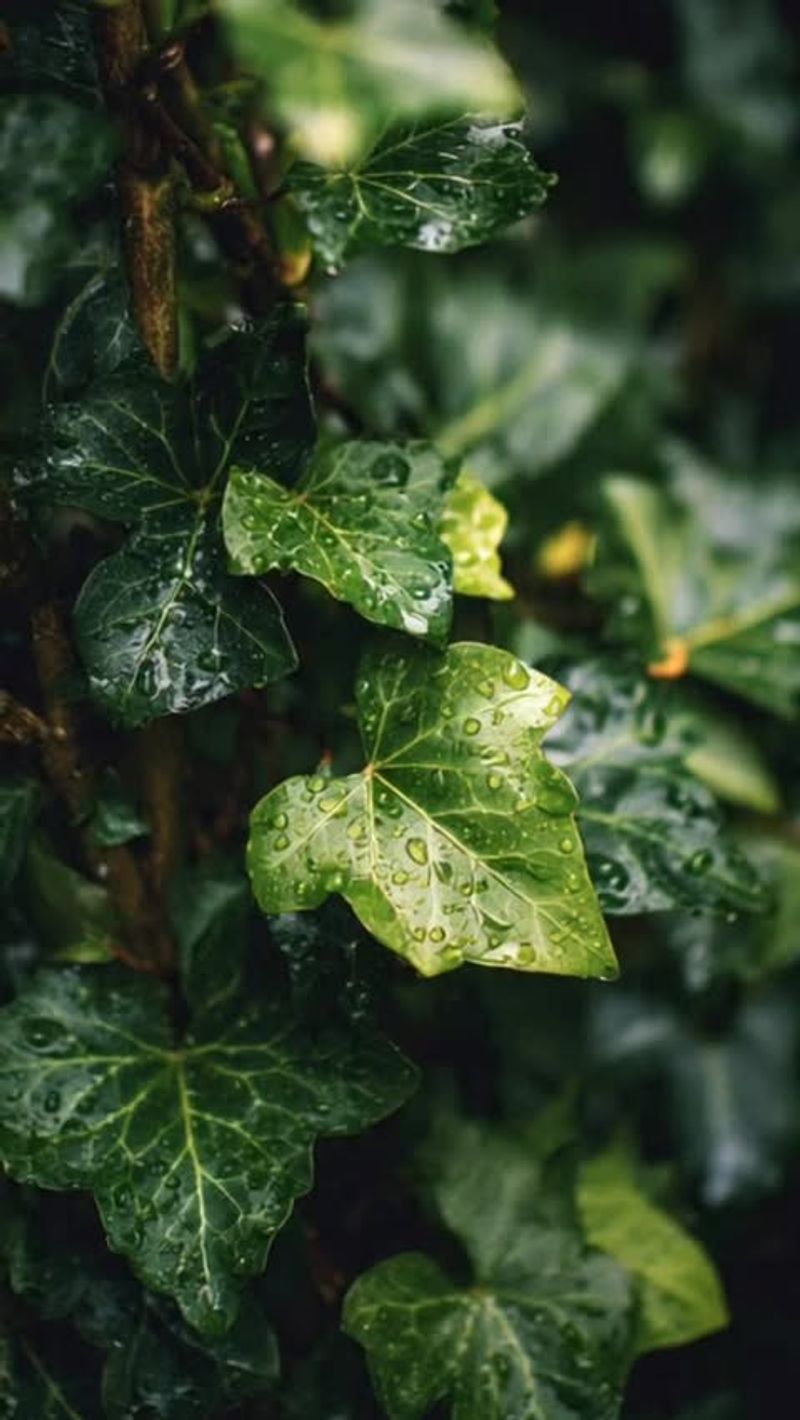 English Ivy