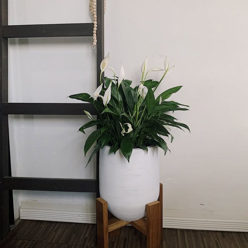 Peace Lily