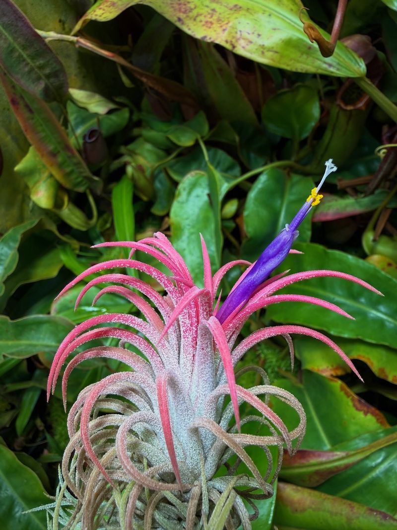 Air Plant