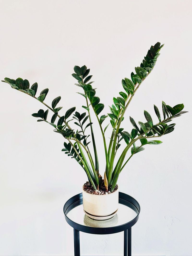ZZ Plant (Zamioculcas Zamiifolia)
