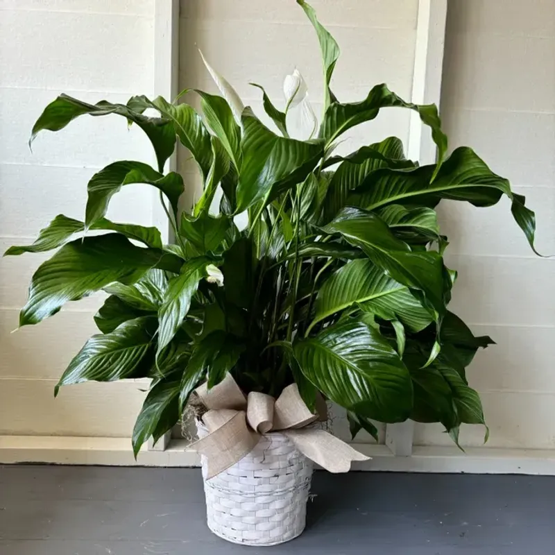 Peace Lily (Spathiphyllum Species)