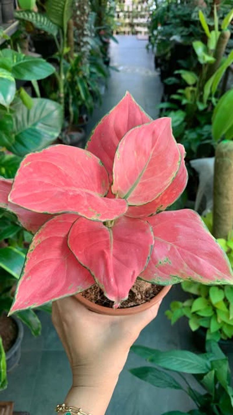 Chinese Evergreen (Aglaonema)