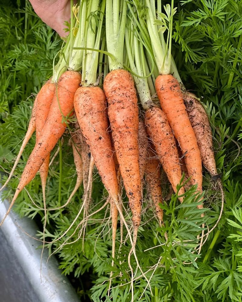 Carrots