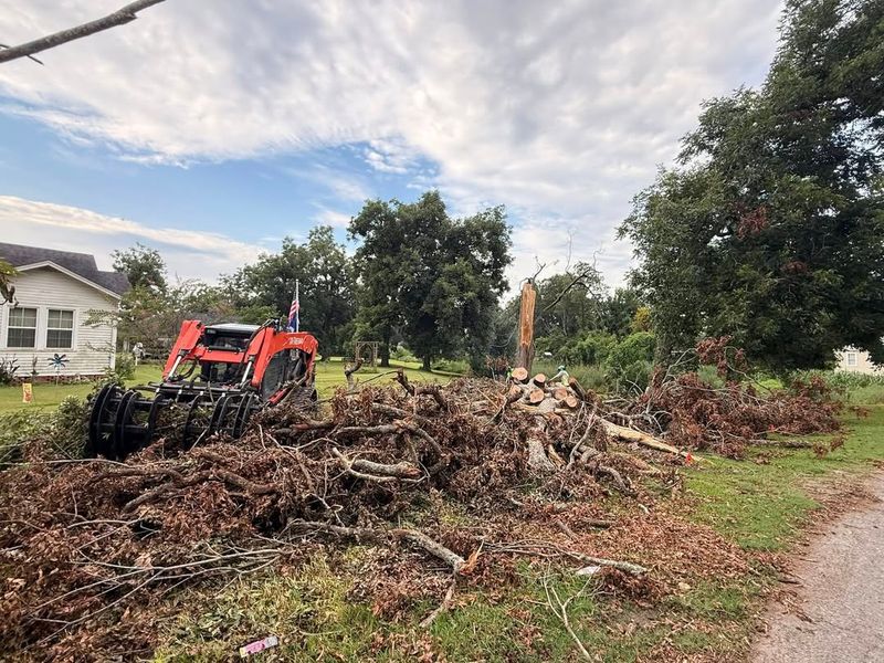 Liability For Falling Branches