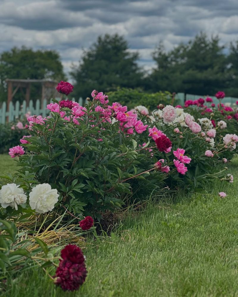 New Garden Beds Where Soil Was Recently Disturbed