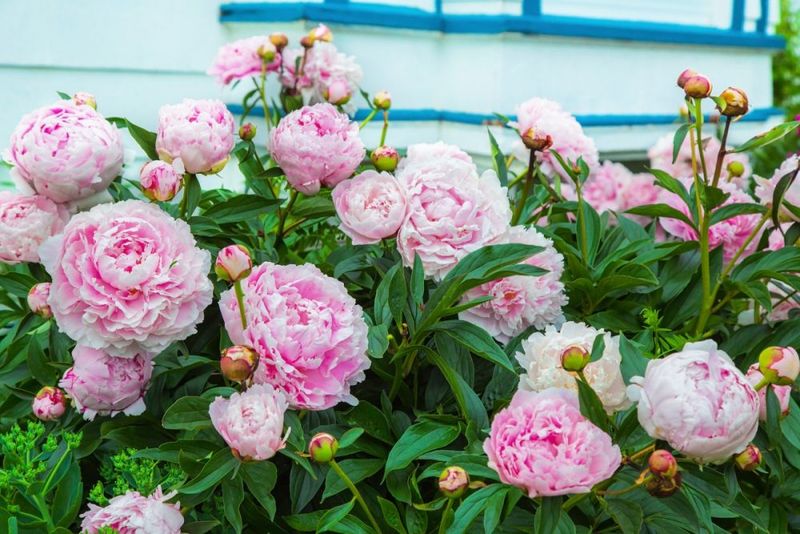 Right Next To Foundation Walls