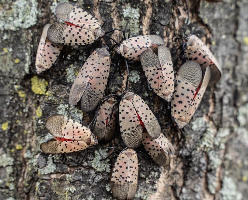 Why The Spotted Lanternfly Is Surging Again This Season