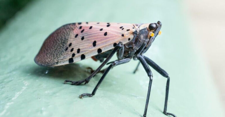 spotted lanternfly