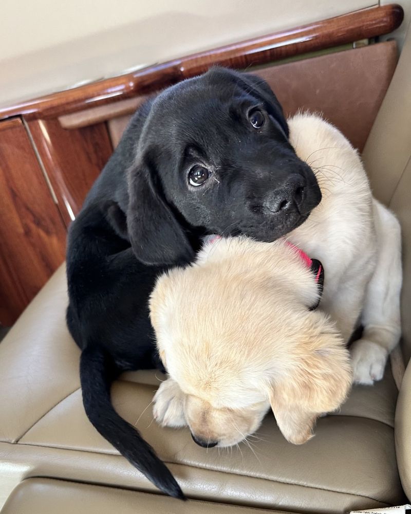 Bring Pets And Small Children Inside Immediately