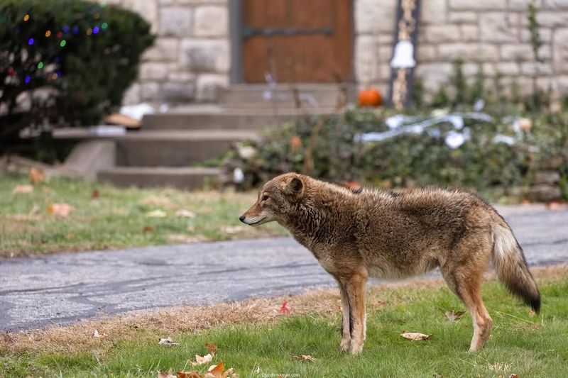Walk Toward The Coyote While Making Noise