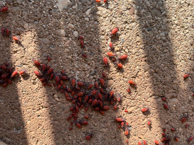 Coexistence Benefits Your Garden Ecosystem