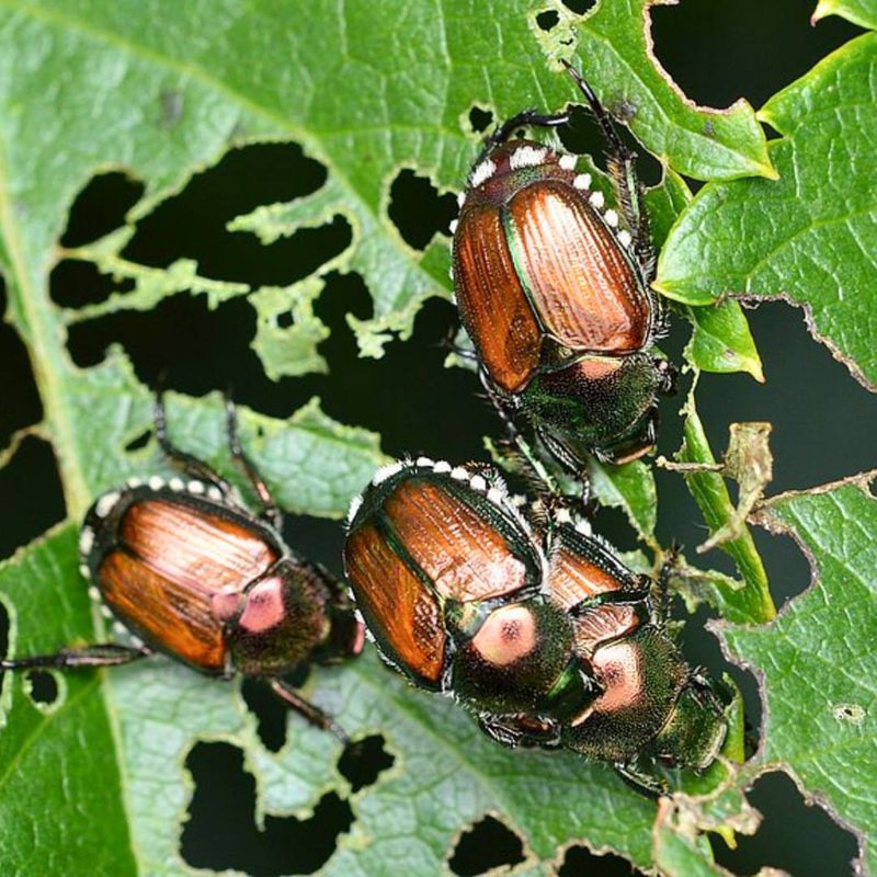 Abundant Host Plants Attracted More Beetles