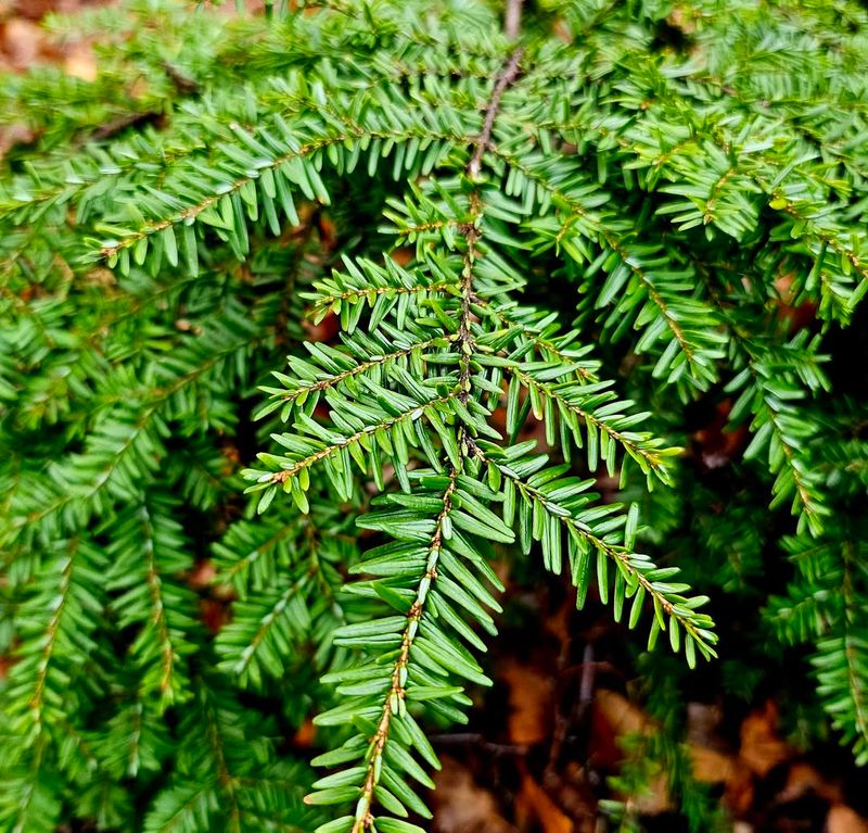 Hemlock
