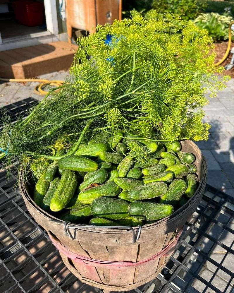 Cucumbers And Dill