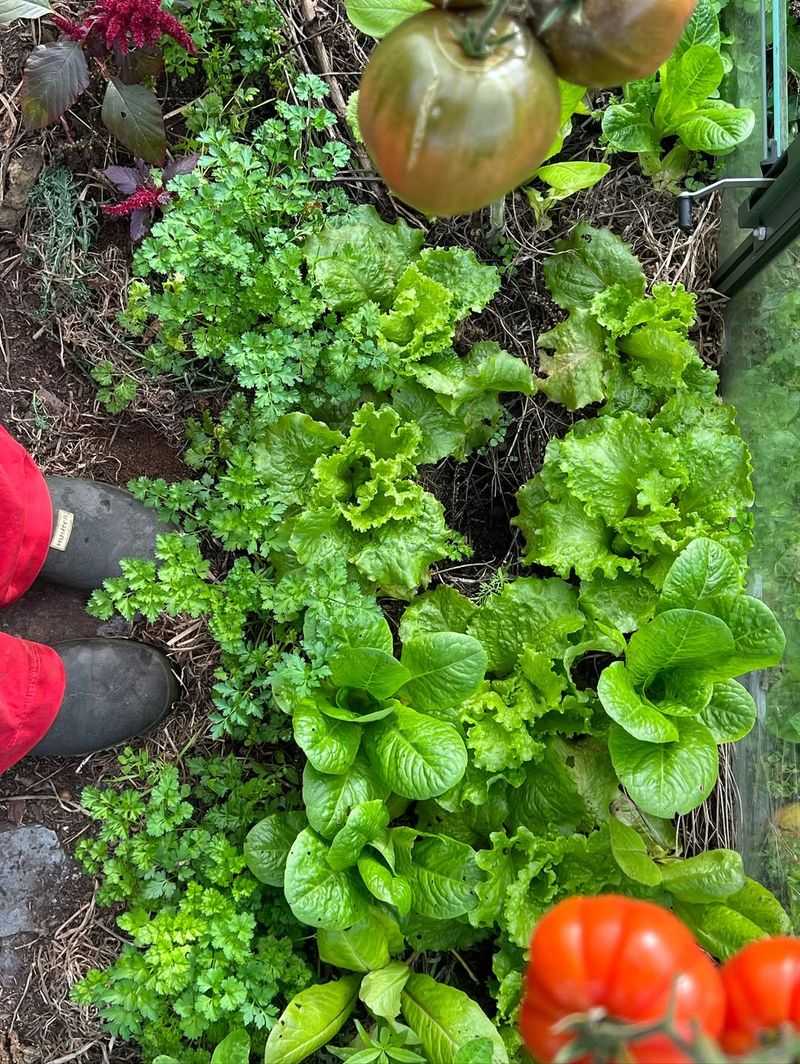 Lettuce Loves Growing Under Tall Tomatoes