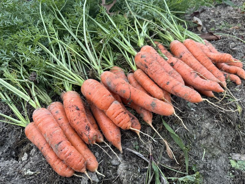Carrots with Radishes and Chives