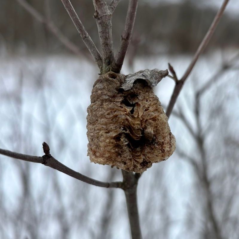Mistletoe (Rare But Possible In Ohio)