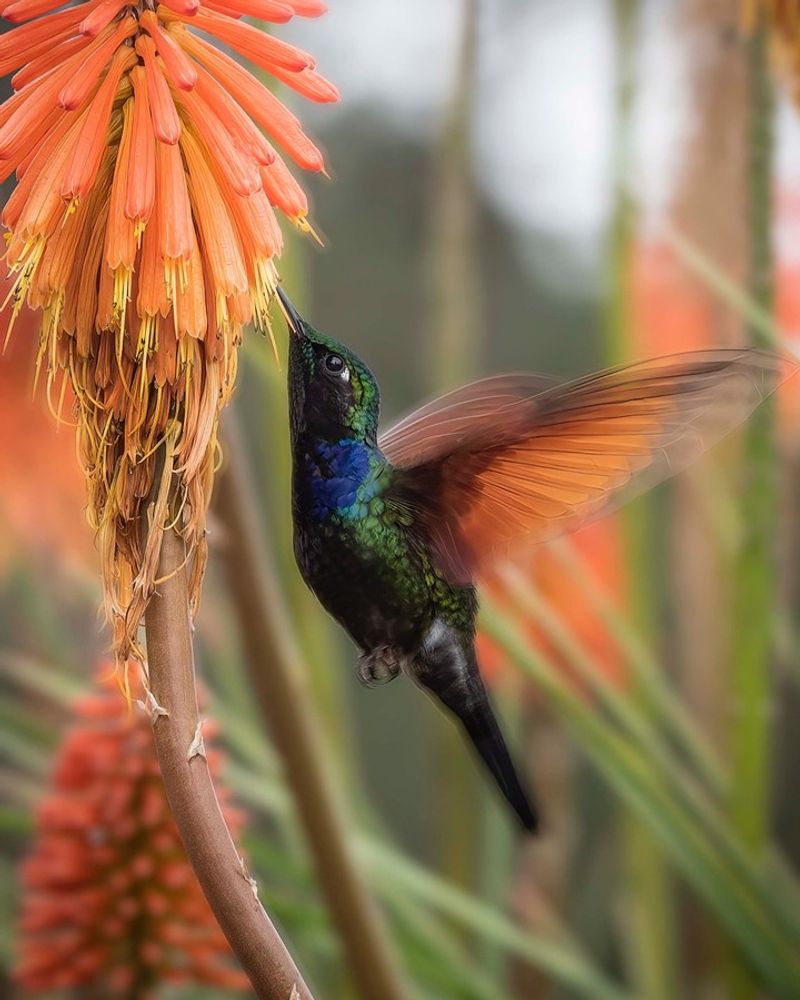 Hummingbirds Hovering With Determination