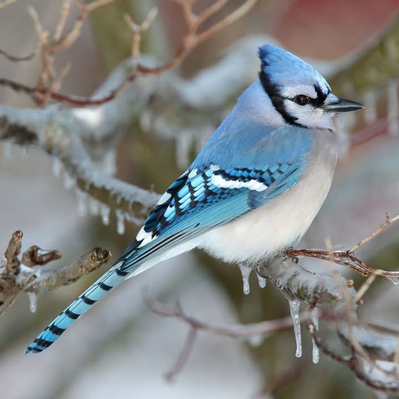 Blue Jays Communicate Clearly