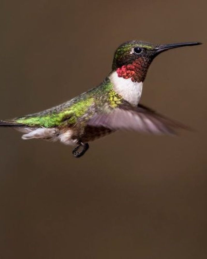 Hummingbirds