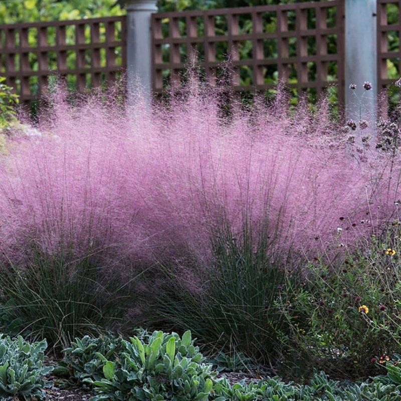 Muhly Grass
