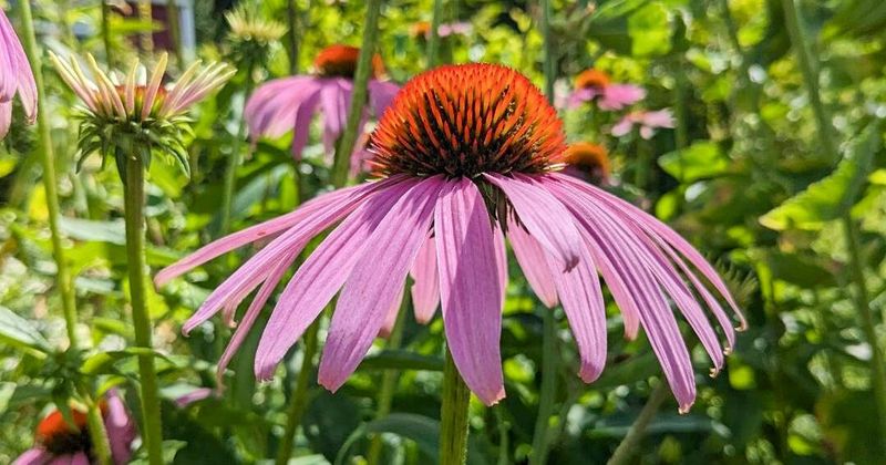 Create Privacy Screens In Summer