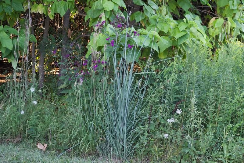 Replacing Problem Lawn Areas With Switchgrass