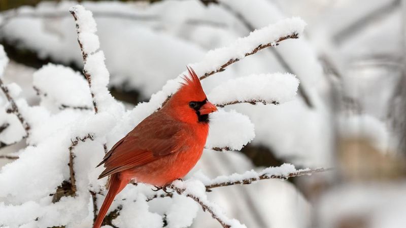 Territorial Behavior Eases In Winter