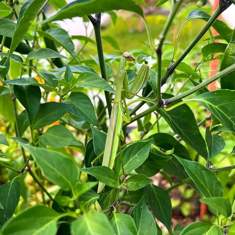 Pest Management Strategies Adapted For Indoor Growing