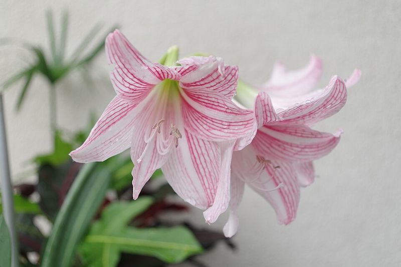 Fertilize Monthly With Balanced Liquid Plant Food