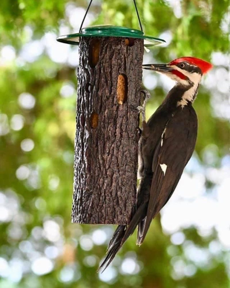 Reduced Human Activity In Winter