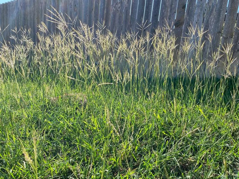 Overgrown Grass and Weeds